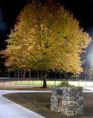commumity-tree-photo